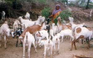 Goat rearing Project